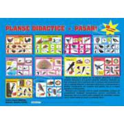 Planse didactice. Pasari