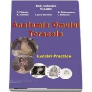 Anatomia omului. Toracele