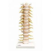 Model - Coloana vertebrala toracica