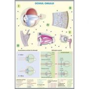 Plansa cu 2 teme distincte - Ochiul omului - Ochiul la animale. Plansa DUO.
