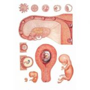 Plansa dezvoltarea embrionului