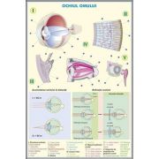 Plansa DUO. Ochiul omului - ochiul de animale