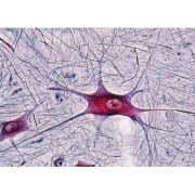 Sectiuni microscopice Sistemul nervos