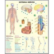 Plansa 2 teme distincte. Sistemul nervos - Analizatorii. Plansa DUO.