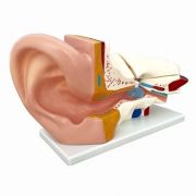 Modelul - Ureche. Marita la scara 5, 1. Model compus din 3 parti