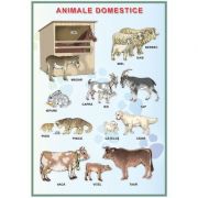 Plansa. Animale domestice