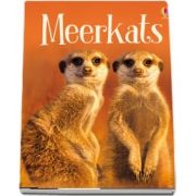 Meerkats