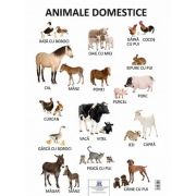 Plansa - Animale domestice