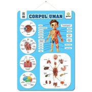 Corpul uman