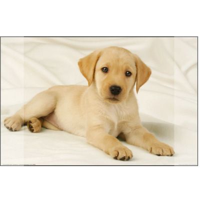 Mapa birou 38 x 58 cm, imagine labrador auriu